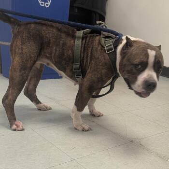 Sweetums -  Mixed Breed Dog for Adoption in Philadelphia, Pennsylvania - Sweetums | PetCurious