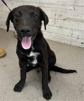 BOOMER -  Labrador Retriever Dog for Adoption in San Bernardino, California - BOOMER | PetCurious