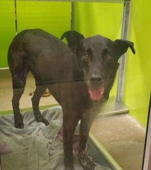 Ruger -  Cattle Dog and Labrador Retriever Dog for Adoption in Kansas City, Missouri - Ruger | PetCurious