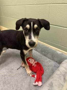 Ford -  Labrador Retriever and Shepherd Dog for Adoption in Kalamazoo, Michigan - Ford | PetCurious