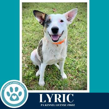 Australian Cattle Dog Blue Heeler Dogs Available for Adoption in Kimberton, Pennsylvania - Lyric (Mom To Heavenly Duo) 042526 | PetCurious