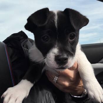 Spot -  Chihuahua and Pomeranian Dog for Adoption in Scituate, Massachusetts - Spot | PetCurious