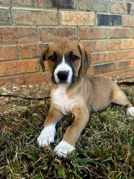 Rescue Hound Dogs for Adoption in Denver, North Carolina - Tinsel | PetCurious