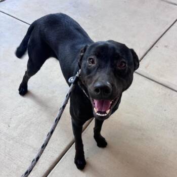 German Pinscher and Mixed Breed Dogs Available for Adoption - Bella | PetCurious