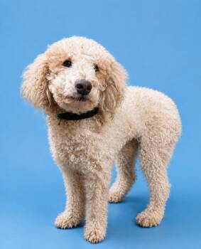 Miniature Poodle Dogs Available for Adoption in Nashville, Tennessee - Billy-COMING SOON | PetCurious