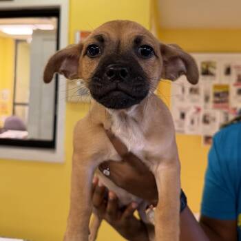 Labrador Retriever Dogs Available for Adoption - Jessie 4533 | PetCurious