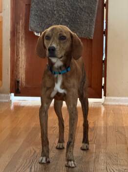 Rescue Hound Dogs for Adoption in Libertyville, Illinois - Scooby | PetCurious