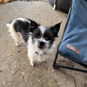 Chihuahua Dogs Available for Adoption in Springboro, Ohio - Rosa | PetCurious