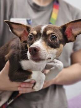 Splinetta fka Dog 9 -  Chihuahua and Mixed Breed Dog for Adoption in West Chester, Pennsylvania - Splinetta Fka Dog 9 | PetCurious