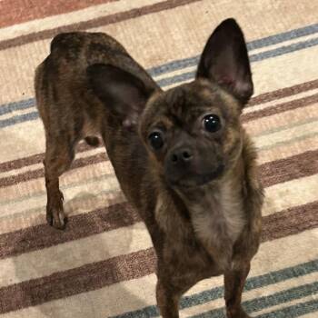 Terrier and Chihuahua Dogs Available for Adoption in Rockville, Maryland - Shenzi | PetCurious