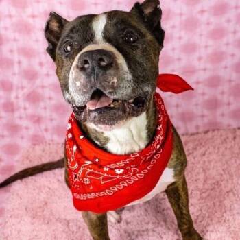 American Staffordshire Terrier and Mixed Breed Dogs Available for Adoption - Hank | PetCurious