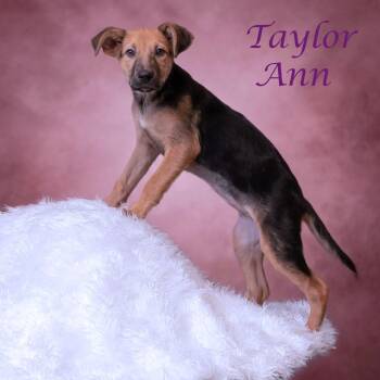 Taylor Ann D26-148 -  Mixed Breed Dog for Adoption in Lebanon, Tennessee - Taylor Ann D26-148 | PetCurious