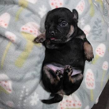 Chihuahua and Mixed Breed Dogs Available for Adoption in Riverside, California - Bohdi | PetCurious