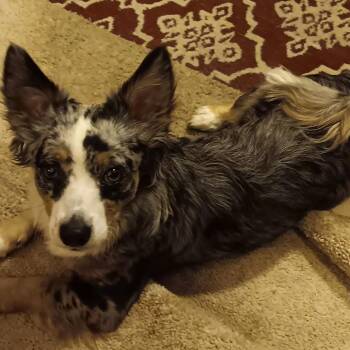 Aiden -  Mixed Breed Dog for Adoption in Johnstown, Pennsylvania - Aiden | PetCurious