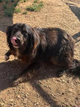 Australian Shepherd and Border Collie Dogs Available for Adoption in Munfordville, Kentucky - Buddy | PetCurious