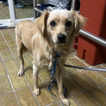 IVHS-Stray-140135 -  Chihuahua Dog for Adoption in San Gabriel, California - IVHS-Stray-140135 | PetCurious