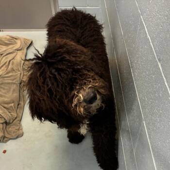 Portuguese Water Dog Dogs Available for Adoption in Goleta, California - Shaggy | PetCurious