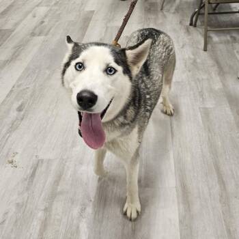 Skylar -  Siberian Husky Dog for Adoption in Waldorf, Maryland - Skylar | PetCurious