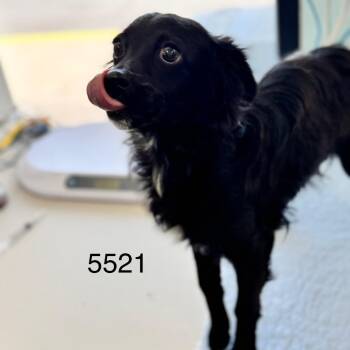 Vespar -  Spaniel Dog for Adoption in Chico, California - Vespar | PetCurious