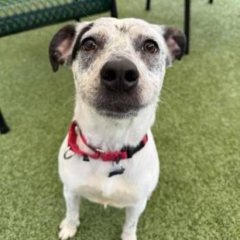 Australian Cattle Dog Blue Heeler and Mixed Breed Dogs Available for Adoption in Merriam, Kansas - Jess | PetCurious