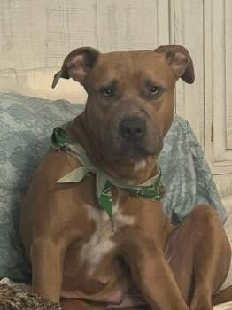 Eileen -  American Bully Dog for Adoption in Tulsa, Oklahoma - Eileen | PetCurious