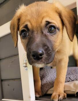 Hound Dogs Available for Adoption - Charlevoix  | PetCurious