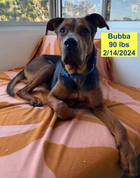 German Pinscher and Rottweiler Dogs Available for Adoption - Bubba | PetCurious