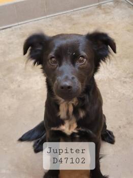 Mixed Breed Dogs Available for Adoption - Lucy | PetCurious