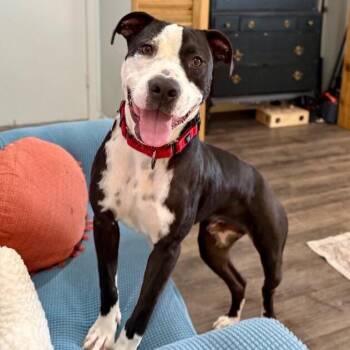 Pit Bull Terrier Dogs Available for Adoption - Gizmo Kissy The Sweetest Happy Boy | PetCurious