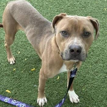 Cartier -  Pit Bull Terrier Dog for Adoption in Indianapolis, Indiana - Cartier | PetCurious
