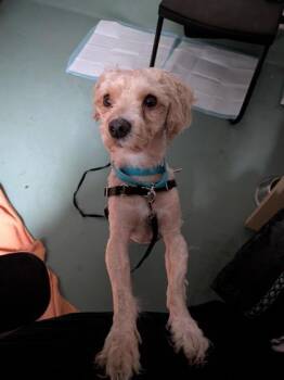 Mixed Breed Dogs Available for Adoption - Nile | PetCurious