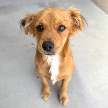 Spaniel and Chihuahua Dogs Available for Adoption in Goleta, California - Lemon | PetCurious