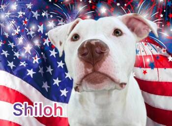 Mixed Breed Dogs Available for Adoption in Flint, Michigan - Shiloh | PetCurious