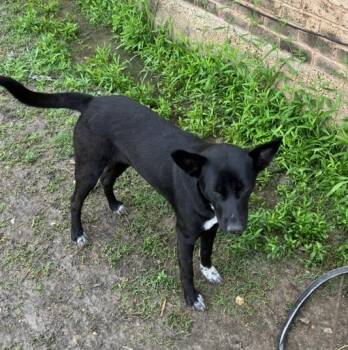 Mixed Breed Dogs Available for Adoption in Dallas, Texas - QUEEN | PetCurious