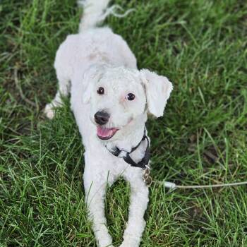 Miniature Poodle and Maltese Dogs Available for Adoption in Shiloh, Illinois - Coconut So Il | PetCurious