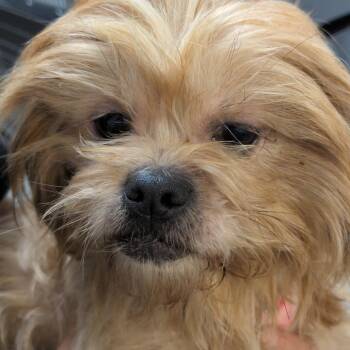 Double Rainbow All the Way -  Shih Tzu and Brussels Griffon Dog for Adoption in Hattiesburg, Mississippi - Double Rainbow All The Way | PetCurious