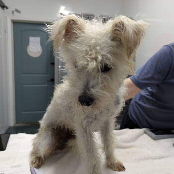 Rescue Terrier Dogs for Adoption in Chico, California - BANE | PetCurious