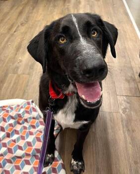 Rescue Labrador Retriever Dogs for Adoption in Pegram, Tennessee - BUGSY | PetCurious