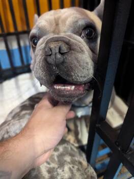 61411800 -  Mixed Breed Dog for Adoption in El Paso, Texas - 61411800 | PetCurious