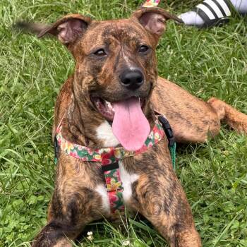 Nyla -  Pit Bull Terrier and Mixed Breed Dog for Adoption in Griswold, Connecticut - Nyla | PetCurious