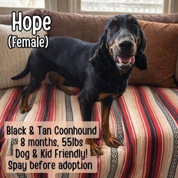 Black And Tan Coonhound Dogs Available for Adoption - Hope | PetCurious