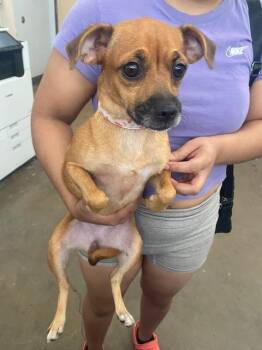 BELLA -  Mixed Breed Dog for Adoption in Dallas, Texas - BELLA | PetCurious