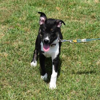 Toffee -  Mixed Breed Dog for Adoption in Searcy, Arkansas - Toffee | PetCurious