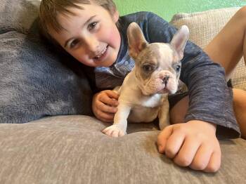 Olive -  French Bulldog Dog for Adoption in West Caldwell, New Jersey - Olive | PetCurious
