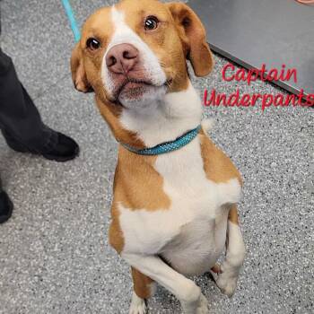Beagle and Mixed Breed Dogs Available for Adoption in Parkersburg, West Virginia - Captain Underpants | PetCurious