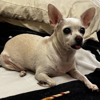 Lucy -  Chihuahua Dog for Adoption in Corvallis, Oregon - Lucy | PetCurious
