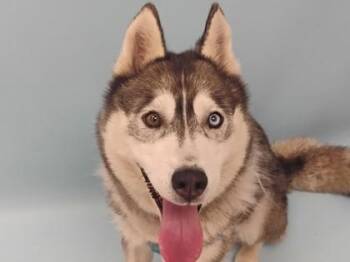Princessa -  Siberian Husky and Mixed Breed Dog for Adoption in Woodbury, Minnesota - Princessa | PetCurious