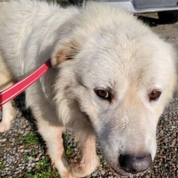 Bert -  Great Pyrenees and Mixed Breed Dog for Adoption in Buffalo, Minnesota - Bert | PetCurious