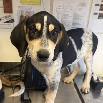 Britta (26-4A-2) -  Bluetick Coonhound Dog for Adoption in Rifle, Colorado - Britta (26-4A-2) | PetCurious