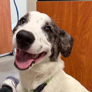 Lovely -  Mixed Breed Dog Available for Adoption in Yuma, Arizona - Lovely | PetCurious